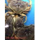 DUNGENESS CRAB 1 lb