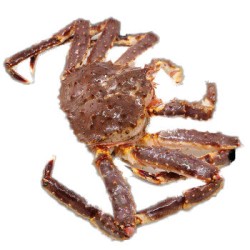 KING CRAB 1 lb