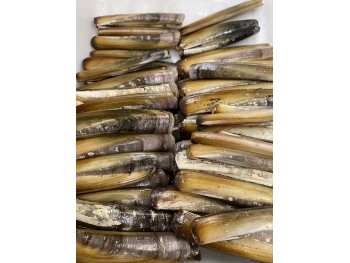 RAZOR CLAM 1 lb