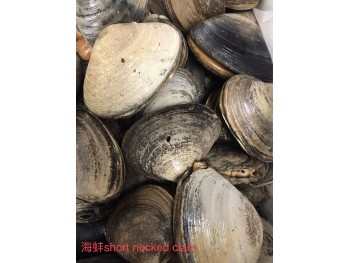 GIANT CLAM 1 lb