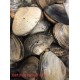 GIANT CLAM 1 lb