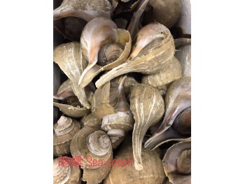 FEMALE WHELK 1 lb