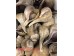 FEMALE WHELK 1 lb