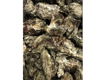 FRESH OYSTER 1 lb