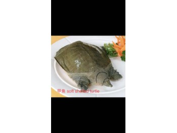 SOFT SHELL TURTLE 1 lb