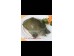 SOFT SHELL TURTLE 1 lb