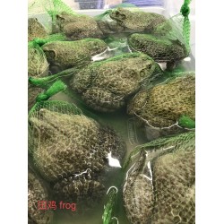 MEAT FROG 1 lb