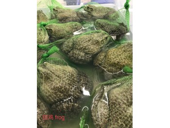 MEAT FROG 1 lb