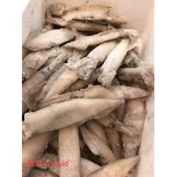 FROZEN SQUID 1 lb