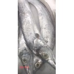 RIBBON FISH 1 lb