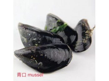 MUSSEL 1 lb