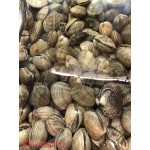 BABY CLAM 1 lb