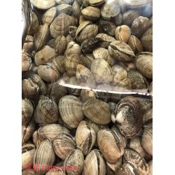 BABY CLAM 1 lb