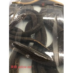 RICEFIELD EEL 1 lb