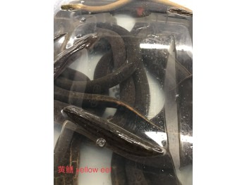 RICEFIELD EEL 1 lb