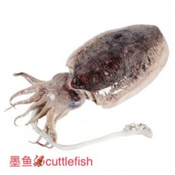 CUTTLE FISH 1 lb