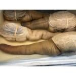 GEODUCK CLAM 1 lb