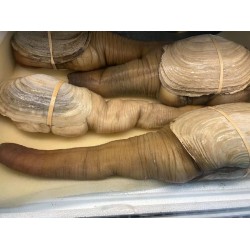 GEODUCK CLAM 1 lb