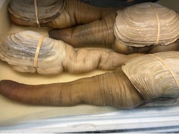 GEODUCK CLAM 1 lb