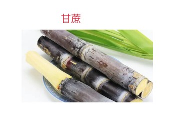 SUGAR CANE